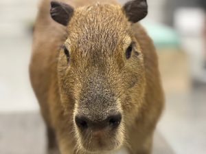 Capybara standing straight ahead