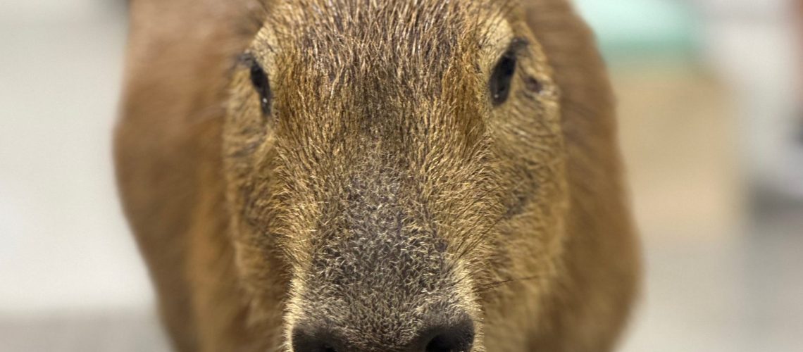Capybara standing straight ahead